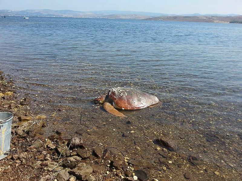 Ölü caretta caretta sahile vurdu Yaşam Haberleri