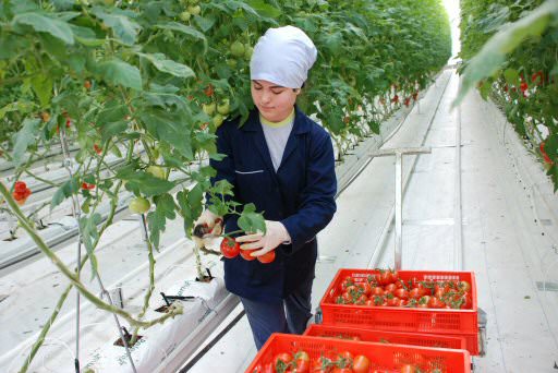 Denizli, jeotermal tarımın başkent adayı