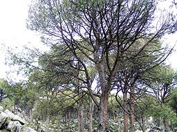 Kozak’taki fıstık çamları tehlikede