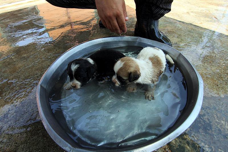 Kopeklere Dondurma Ve Legen Yasam Haberleri