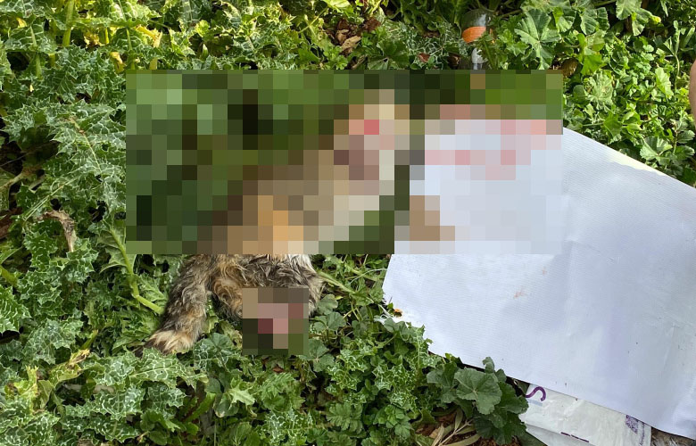 Manisa’da vahşet! Bir kedi daha bacakları kesilmiş halde ölü bulundu