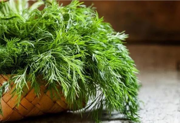 Dereotunun 9 faydası