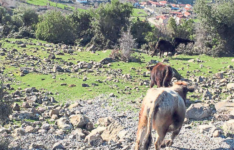 Bakırçay’ın saklı güzeli Kınık