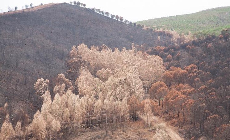 920 bin adet fidan dikildi! İzmir’de yanan alanlar yeşillendi