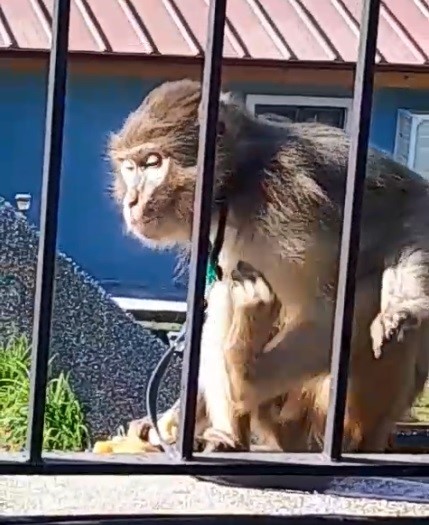 Muğla’da kaçak maymun alarmı! Mahalleli seferber oldu