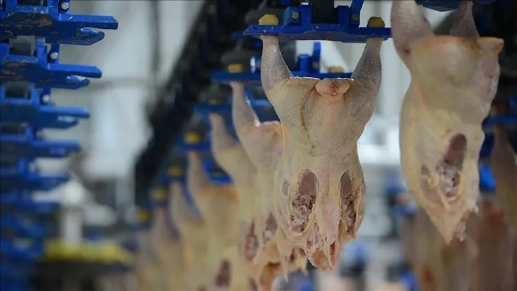 Rekabet Kurulu’ndan 13 piliç üreticisine 3,7 milyar TL ceza!